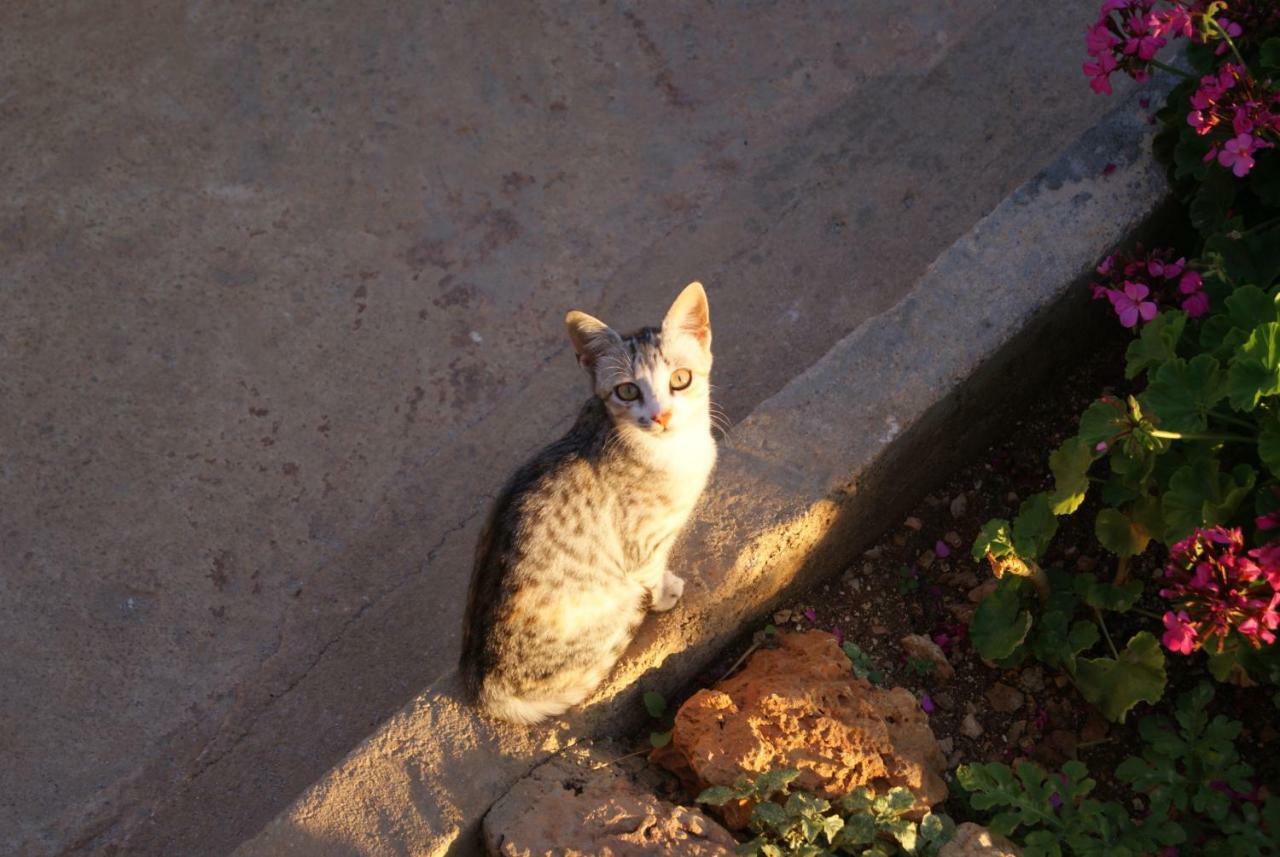 Vila Milo Vuno Bagian luar foto